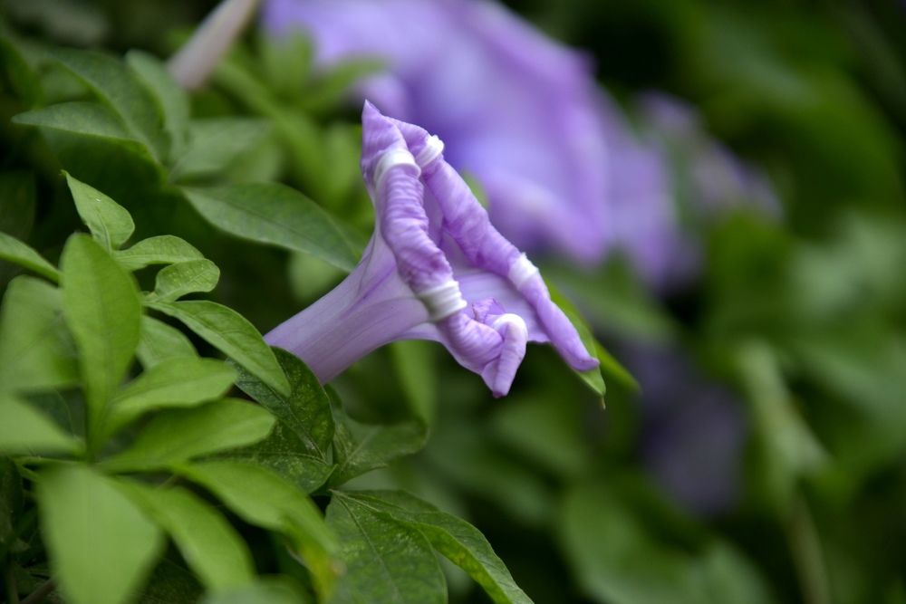 Photograph by MAHMOOD AKBAR