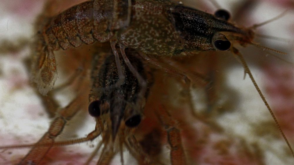 Photograph by R Hayati