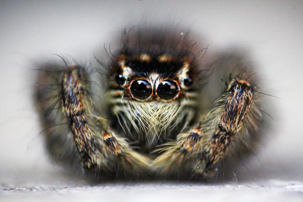 Photograph by Rastin Haghighi