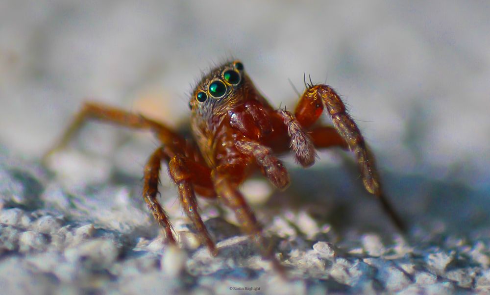 Photograph by Rastin Haghighi