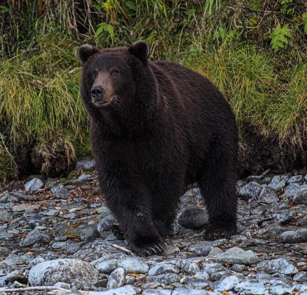 Застенчивый медведь