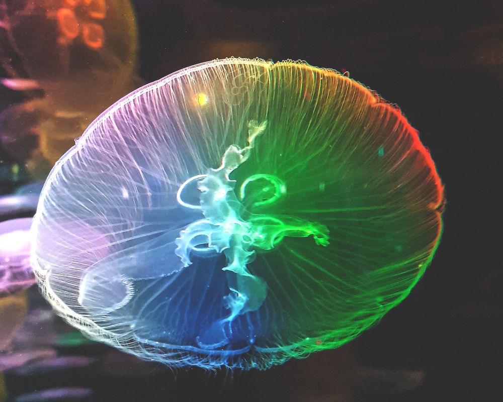 Jelly Fish
