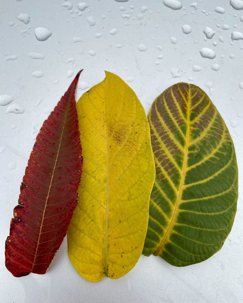 Photograph by Ирина Молибог