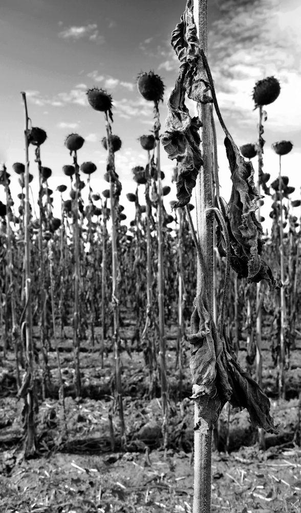 Photograph by Юлия Старкова