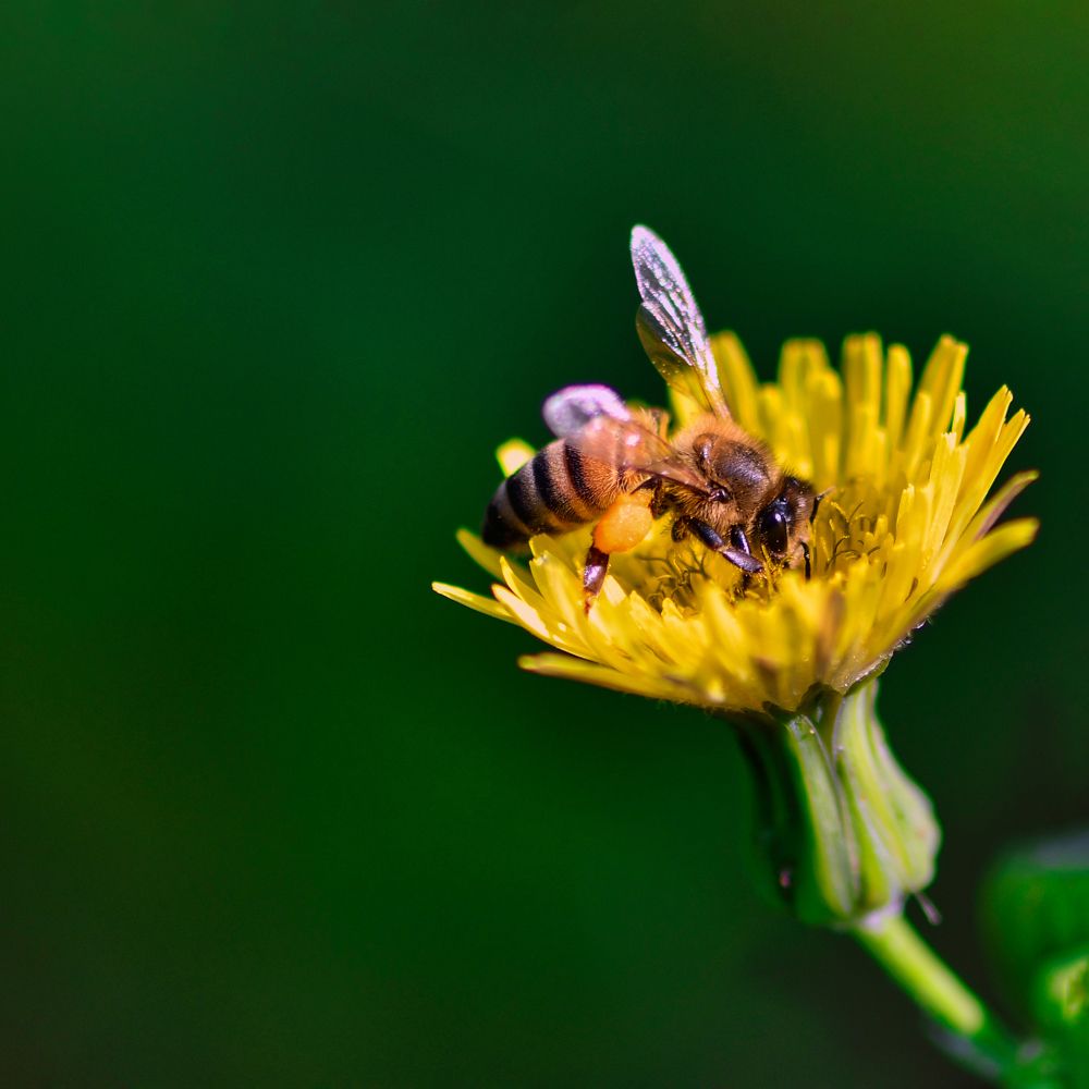Photograph by Manjri Saxena