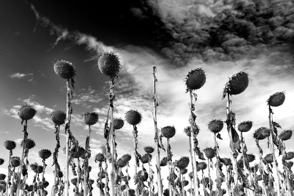 \"Молчание.\"