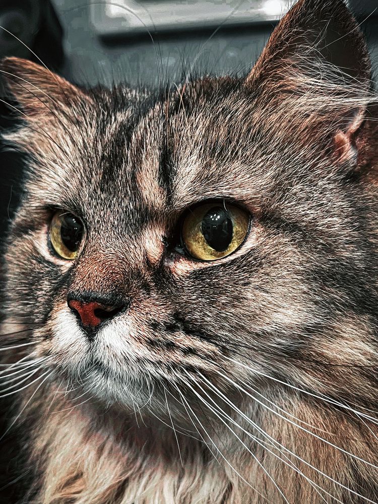 Photograph by Omar Khaled El Sayad