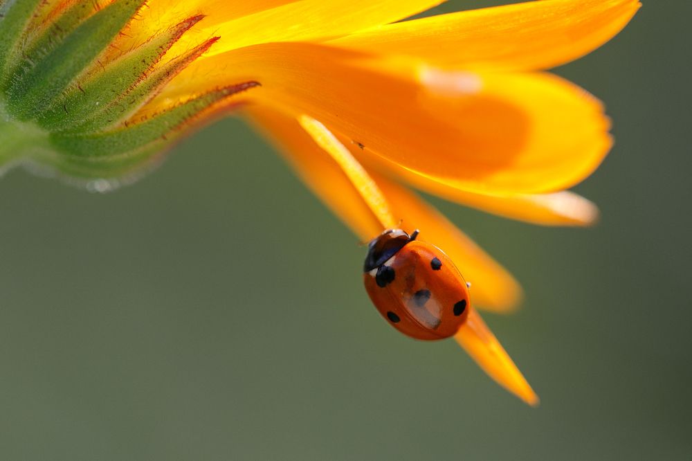 Photograph by Alvils Baltins