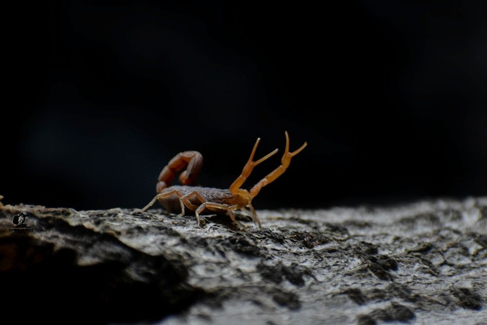 Photograph by Subham Rout