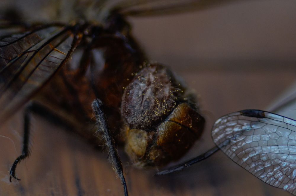 Photograph by Сергей Глухарев