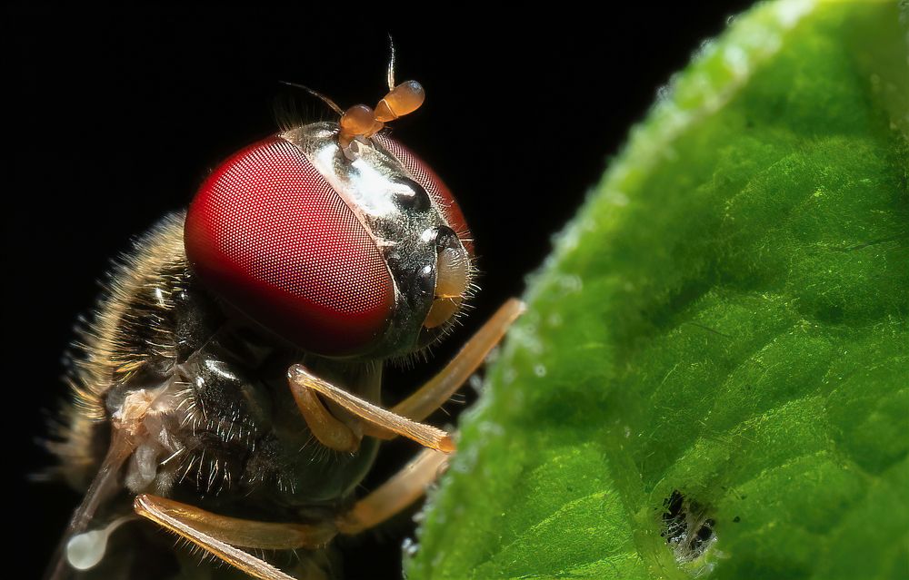 Фотография автора Олесь Парицкий