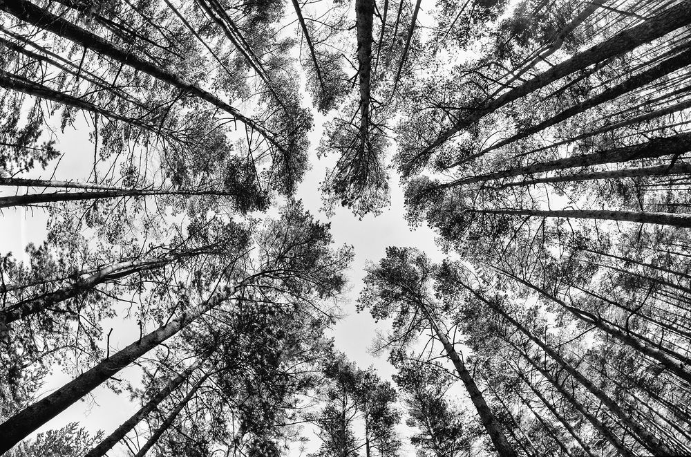 Photograph by Romans