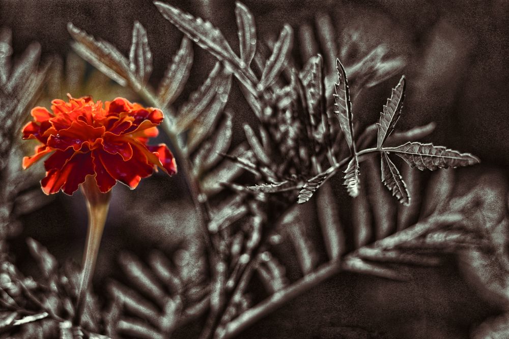 Photograph by Tatyana Semenova