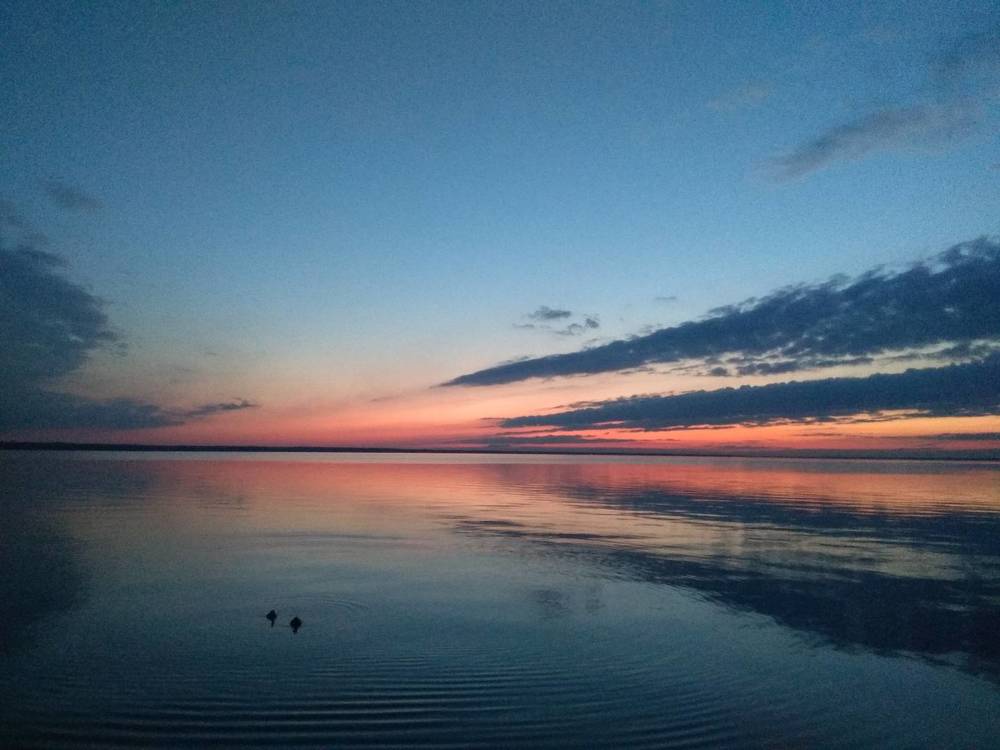 Ducks at sunset