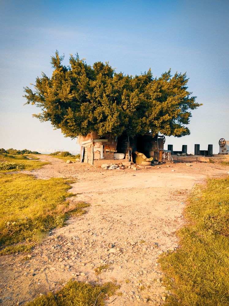 Standing like a tree