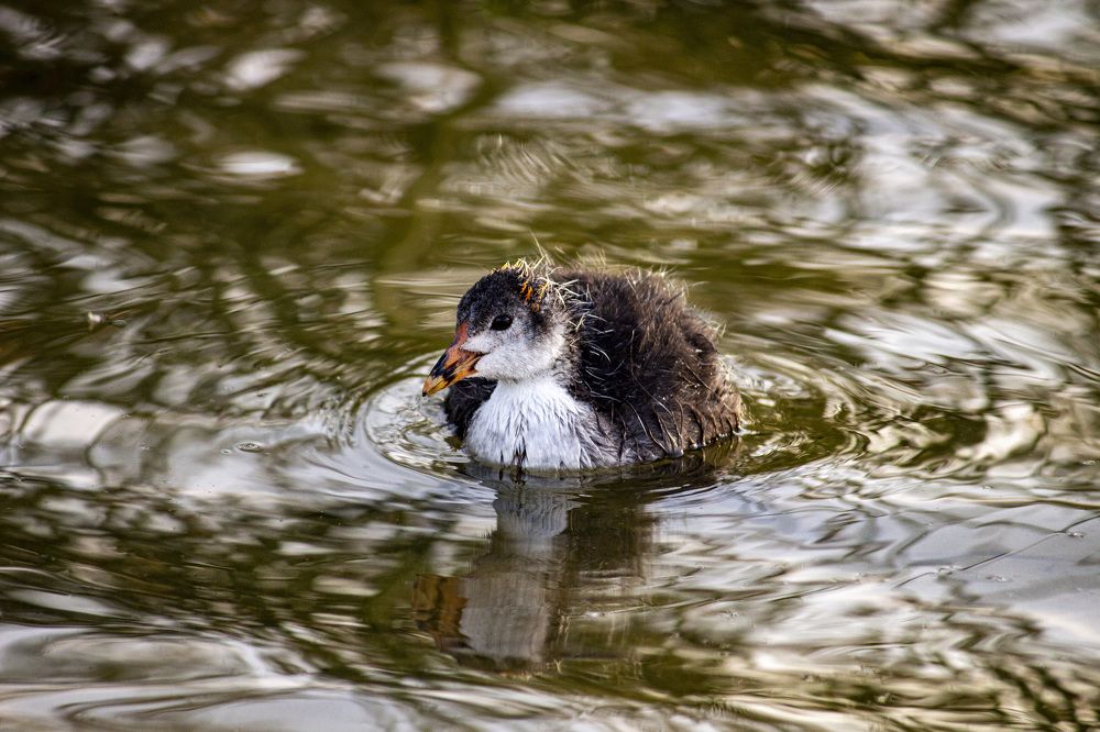 Eurasian coot