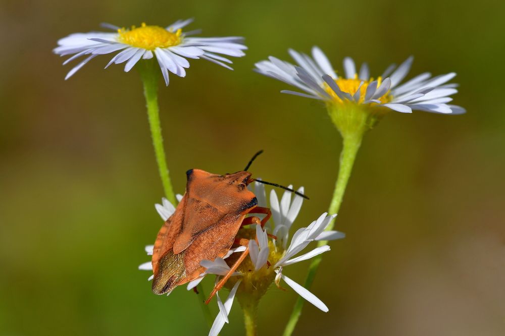 Photograph by Игорь Корнейчук