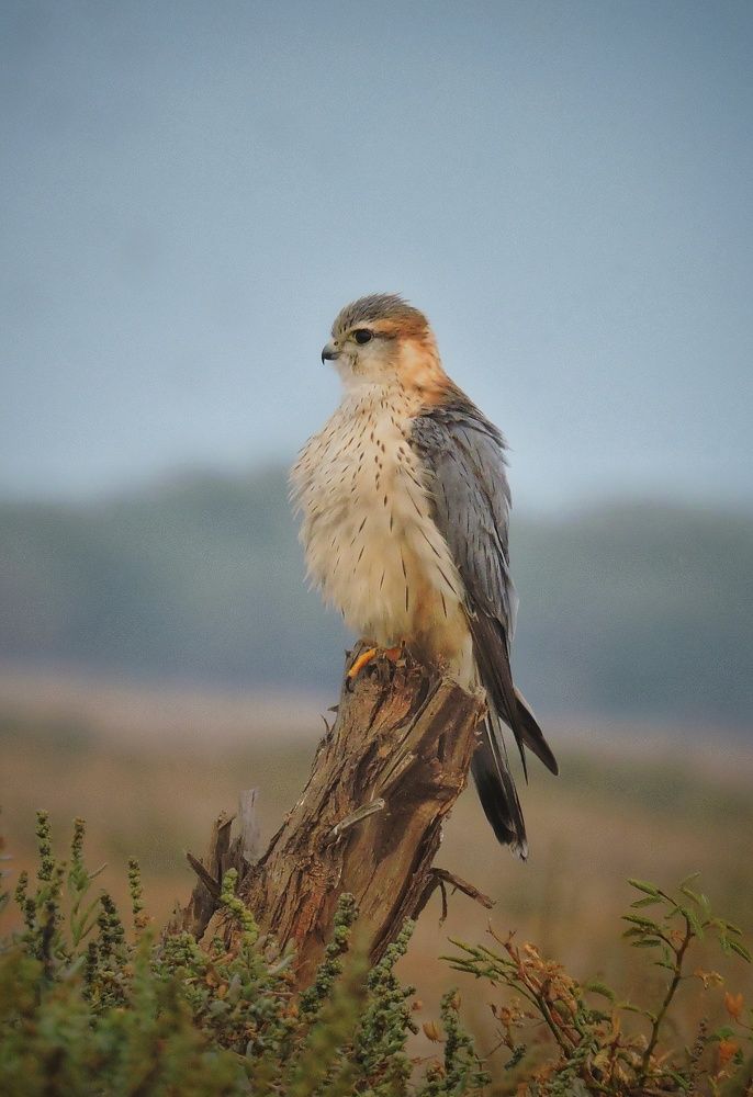 Merlin