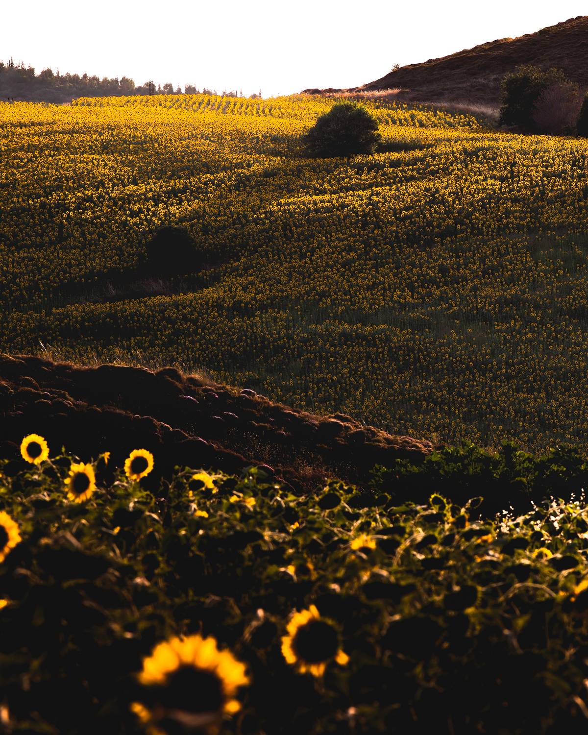 The sun setting on a sunflower field The sun setting on a sunflower field