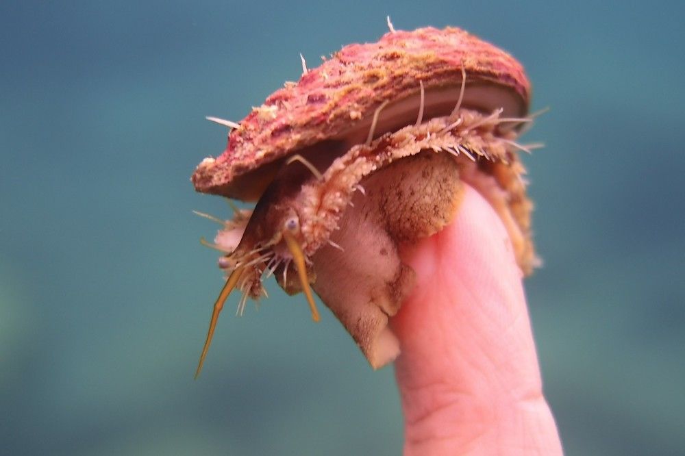 Фотография автора Ines Miljan Popovic