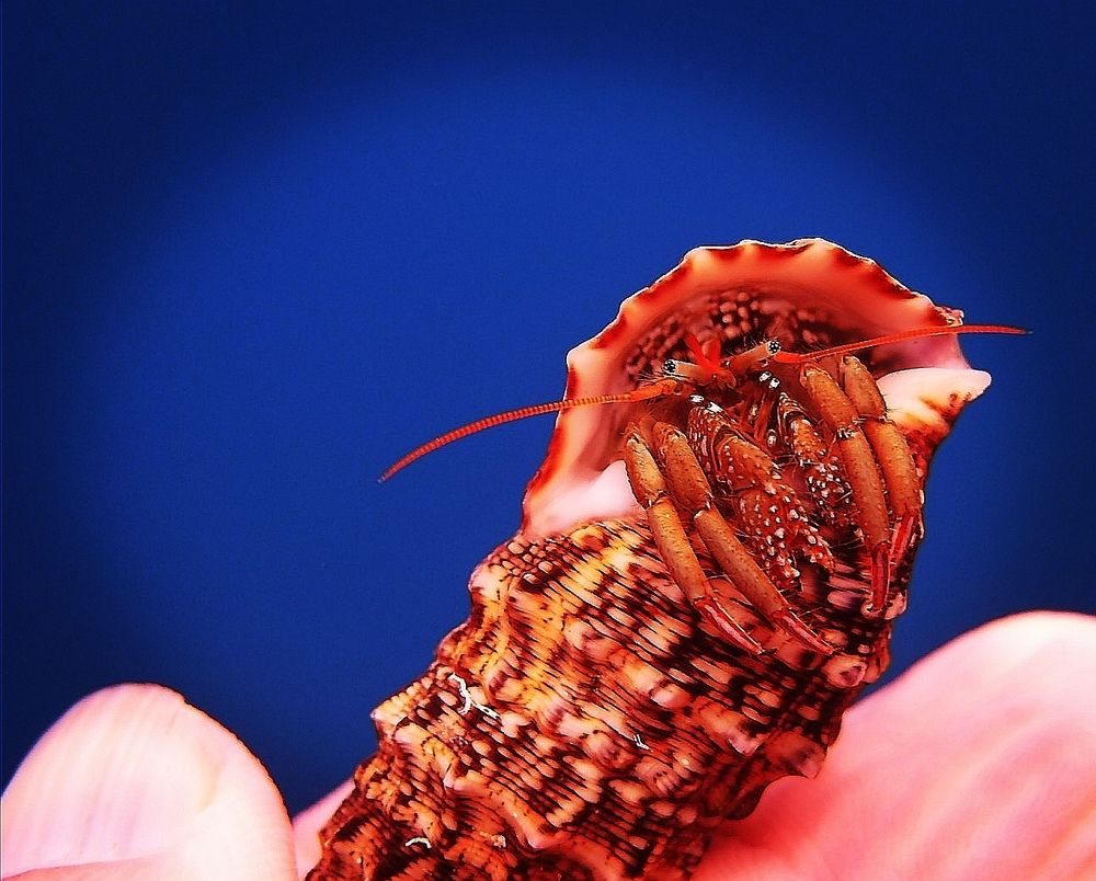 Фотография автора Ines Miljan Popovic