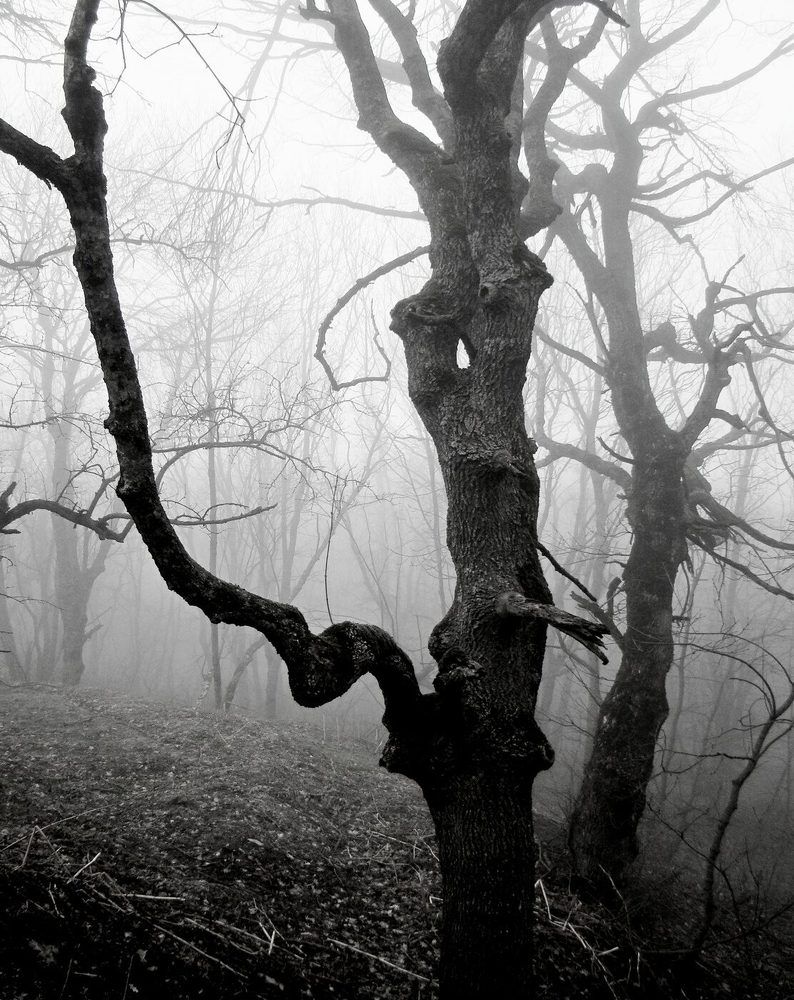 Туманный   лес!