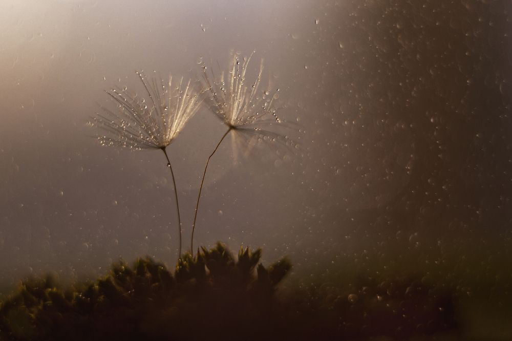 Photograph by Ирина Голомако