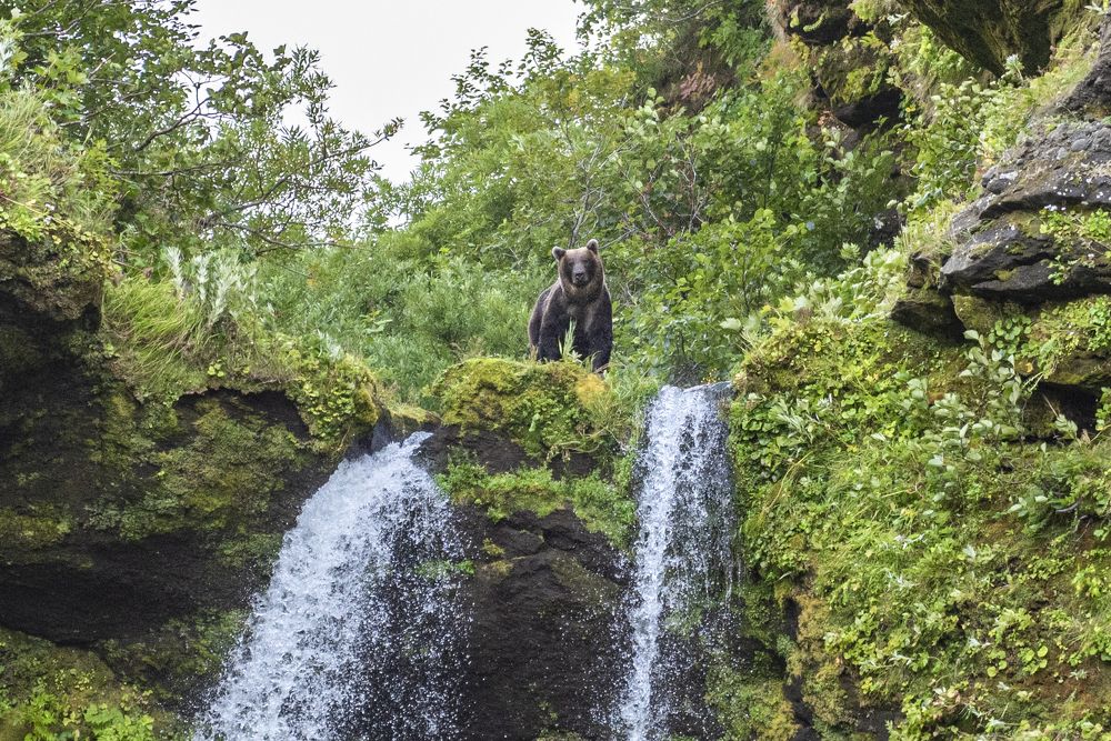 Неожиданная встреча.