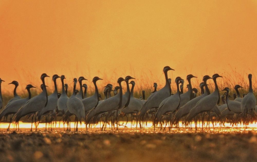 Demoiselle crane