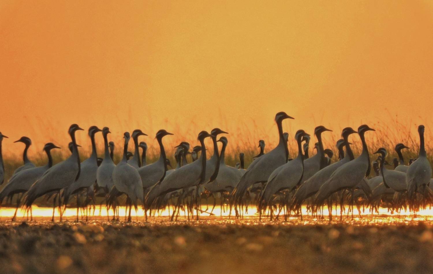 Demoiselle crane