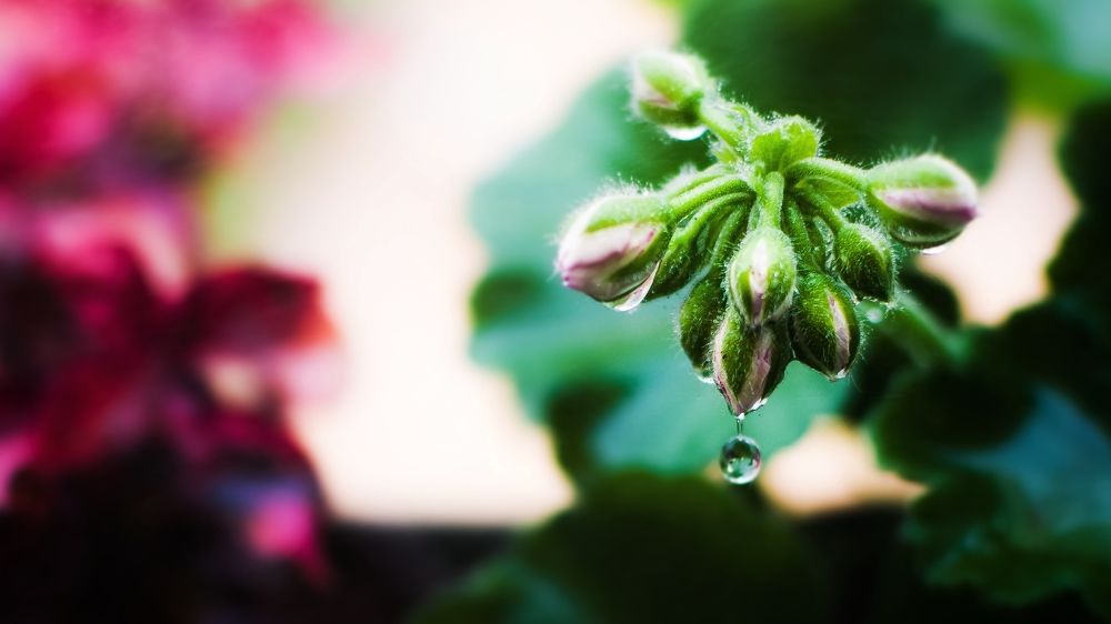 Photograph by Arindam Banerjee