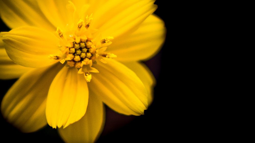 Photograph by Arindam Banerjee