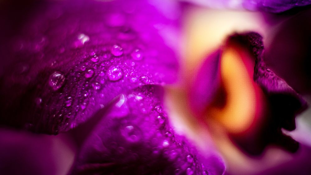 Photograph by Arindam Banerjee