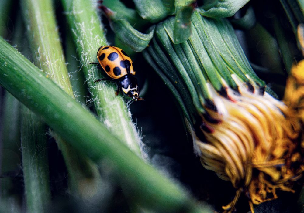 Photograph by Светлана Перминова