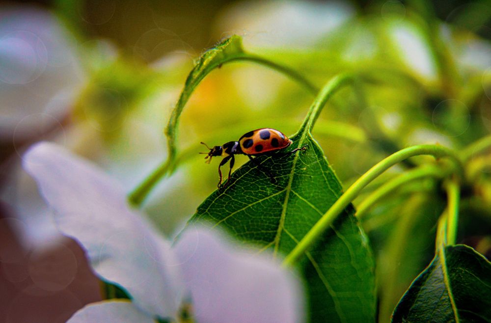 Photograph by Светлана Перминова