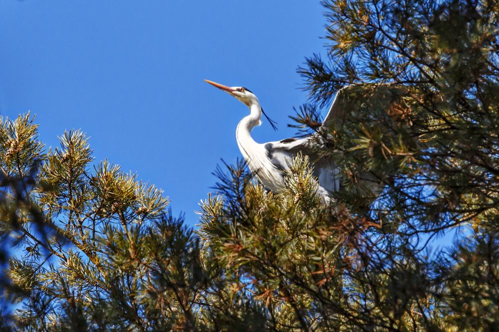 Цапля на сосне (Heron on a pine tree)