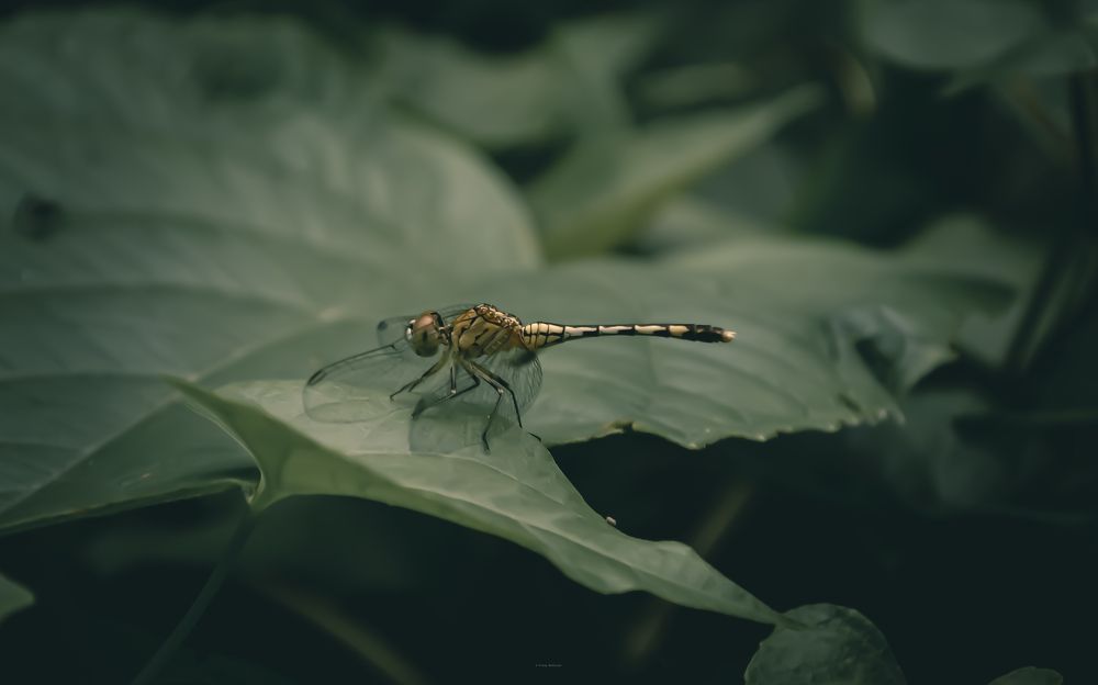 Photograph by Pranay Mukherjee