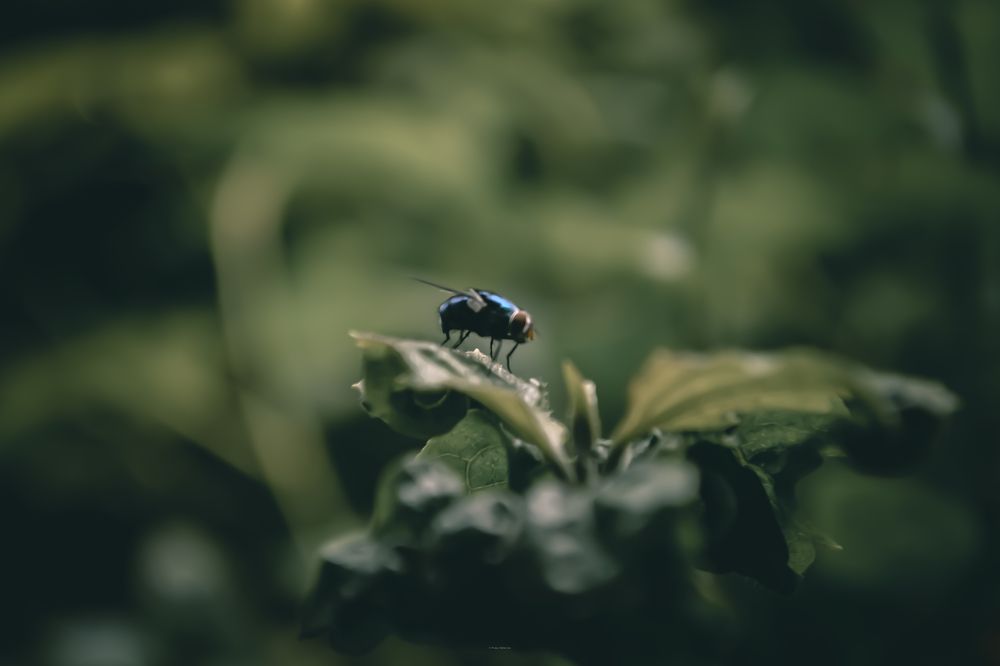 Photograph by Pranay Mukherjee