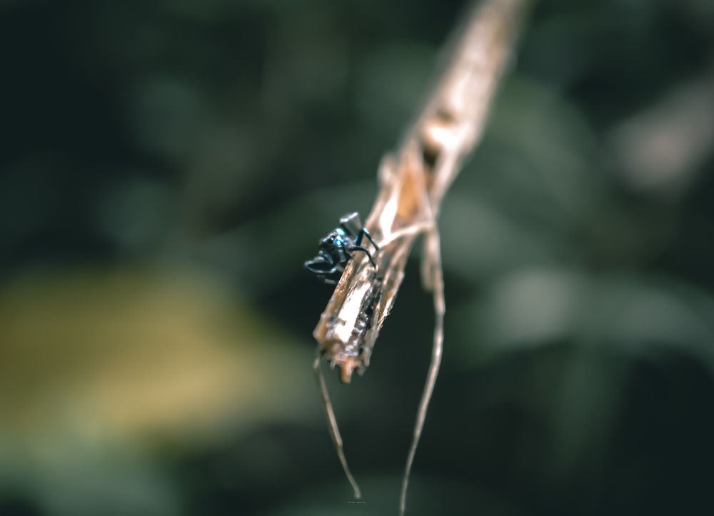 Photograph by Pranay Mukherjee