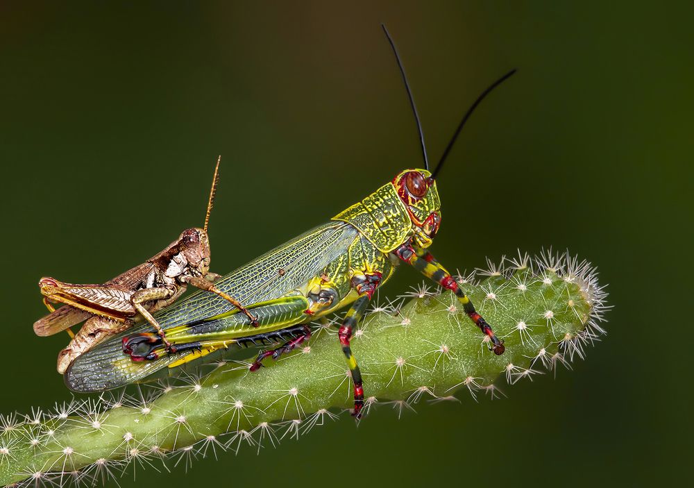 Photograph by Mario Fiorucci