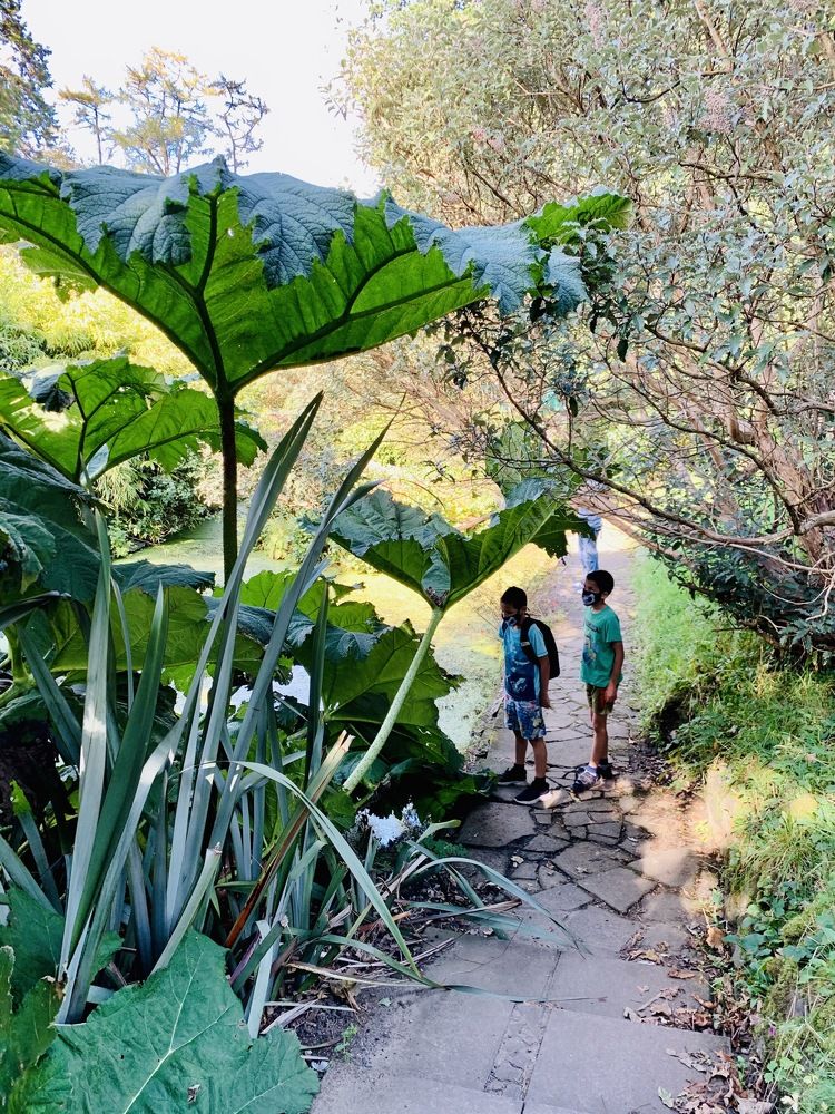 Children are looking at a giant plant.