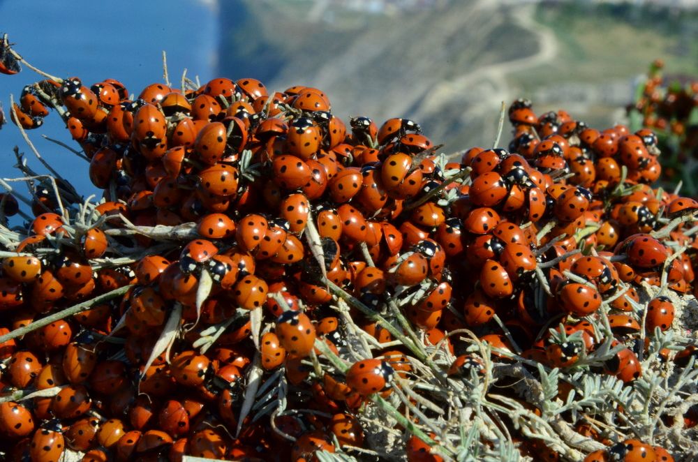 Photograph by Константин Цвентух