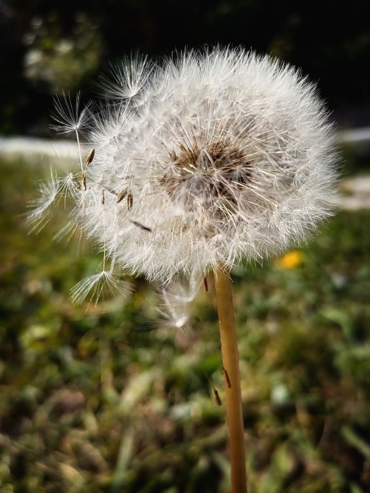 Одуванчик