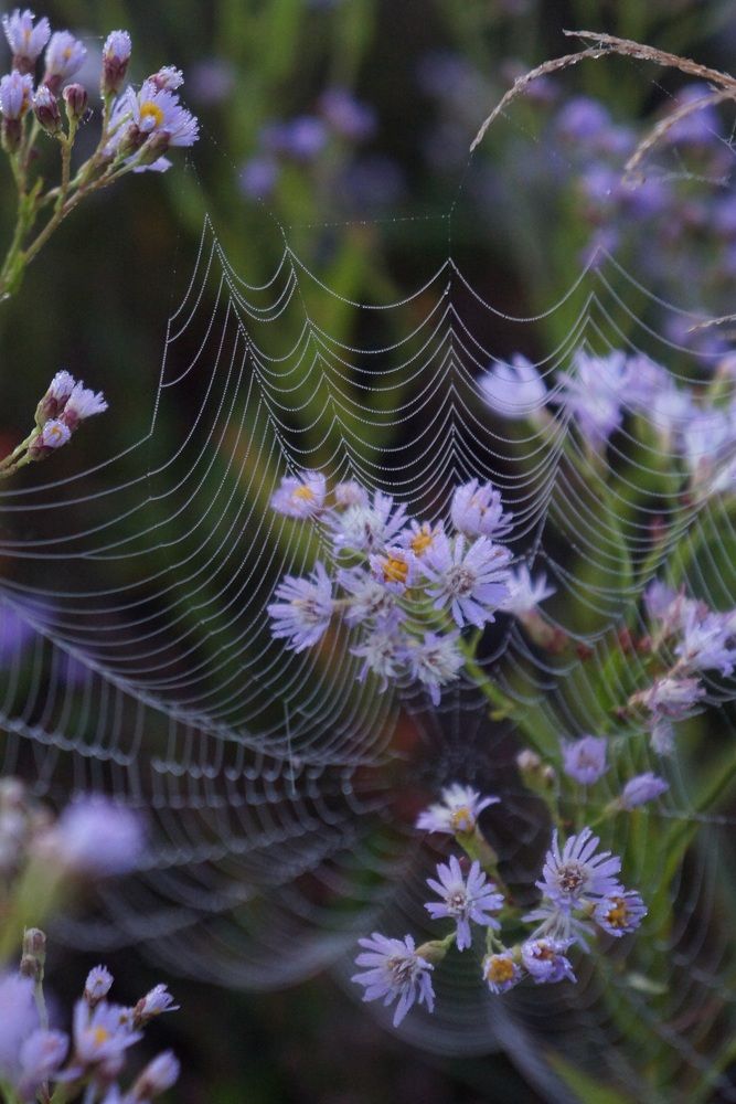 Photograph by Анастасия Шайдорова