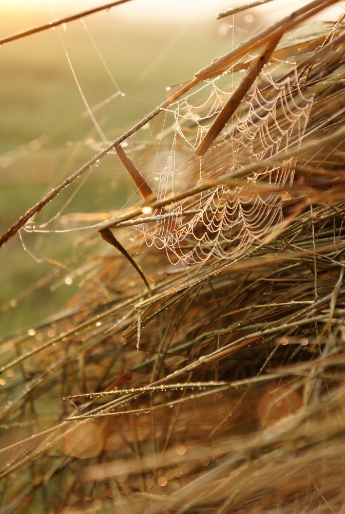 Photograph by Анастасия Шайдорова