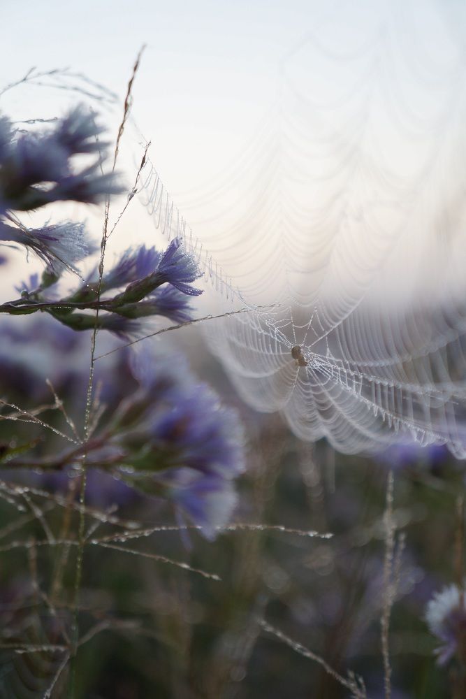 Photograph by Анастасия Шайдорова