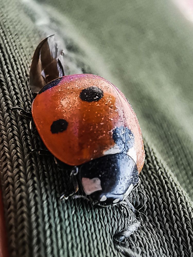 Photograph by Виктория Сорокопуд