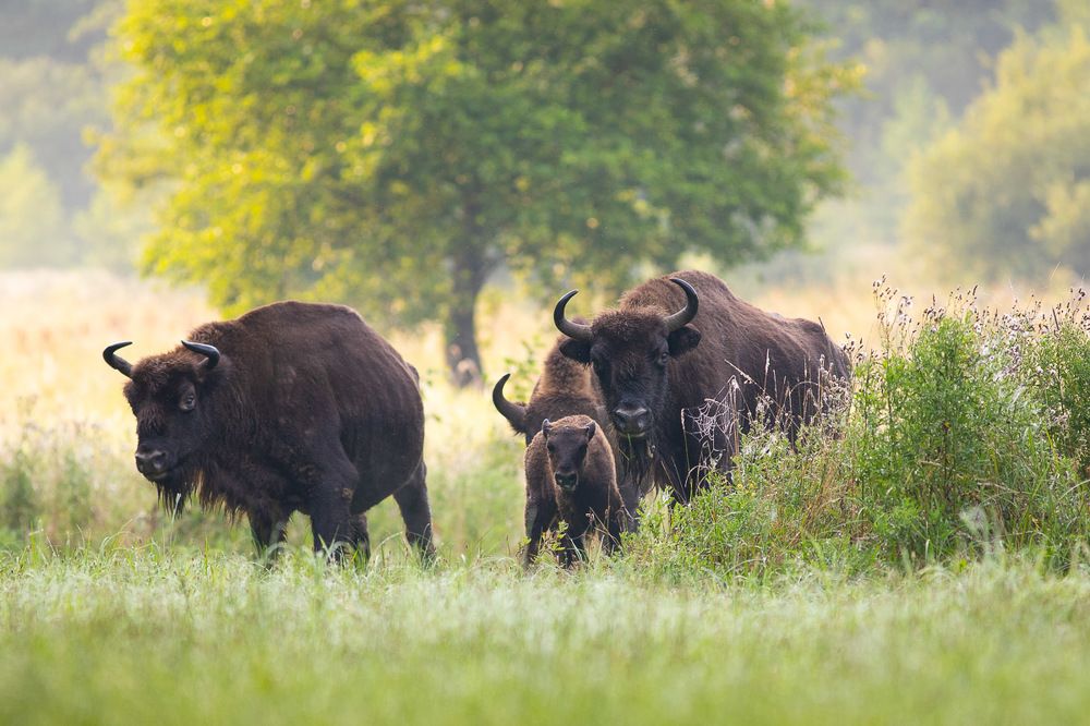 Photograph by Marcin Zakrzewski