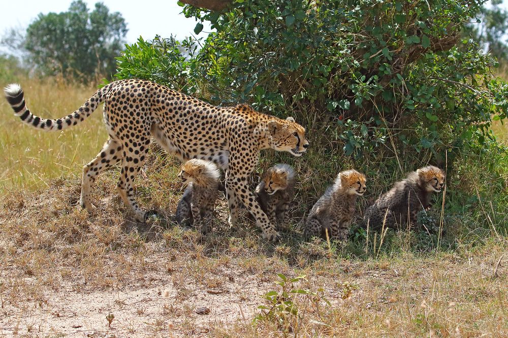 To Hunt...? Or....To Protect....?