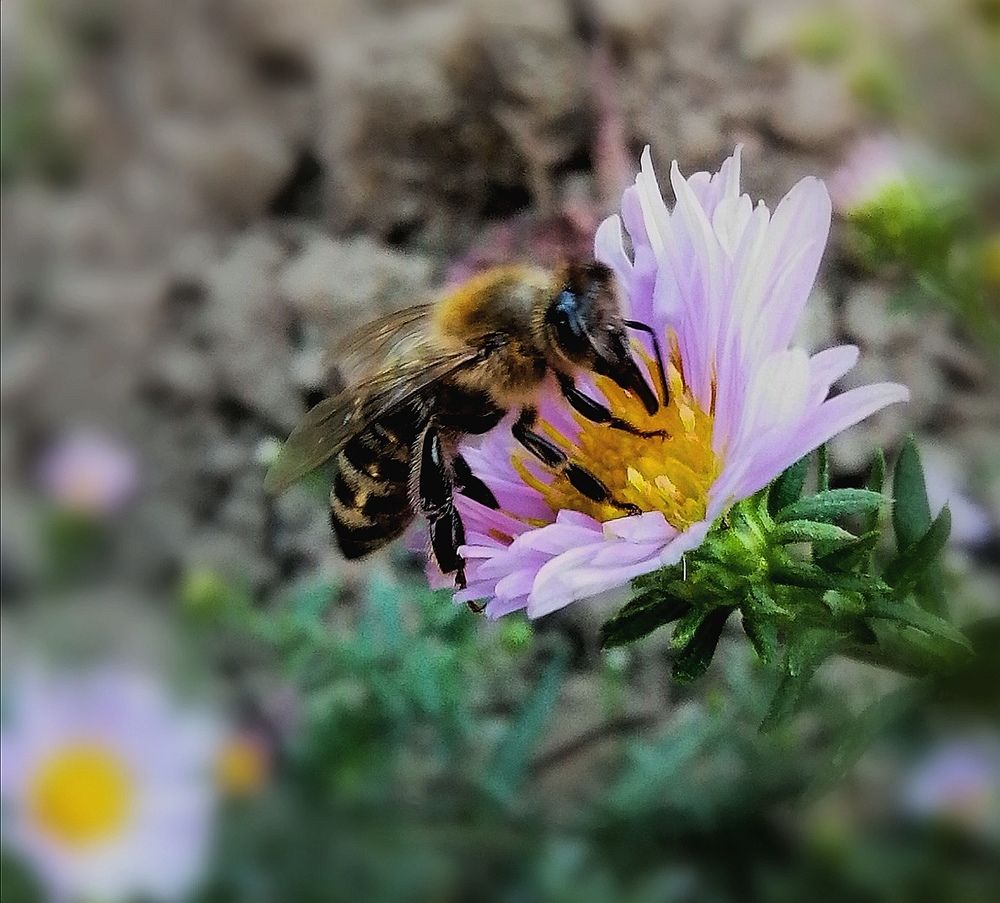 Photograph by Vesna Petkoska